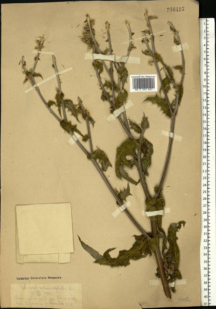 Echinops sphaerocephalus L., Eastern Europe, Moscow region (E4a) (Russia)