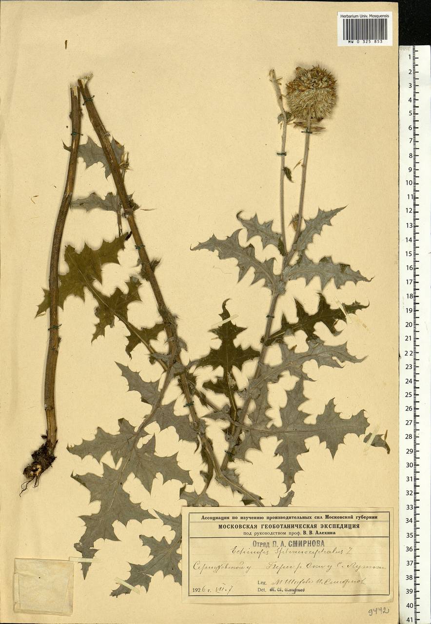 Echinops sphaerocephalus L., Eastern Europe, Moscow region (E4a) (Russia)