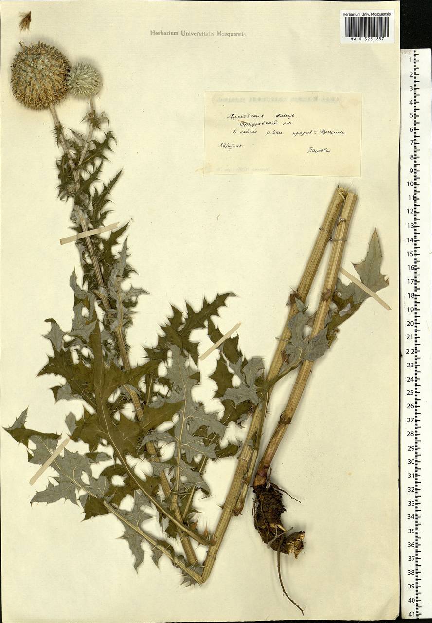 Echinops sphaerocephalus L., Eastern Europe, Moscow region (E4a) (Russia)