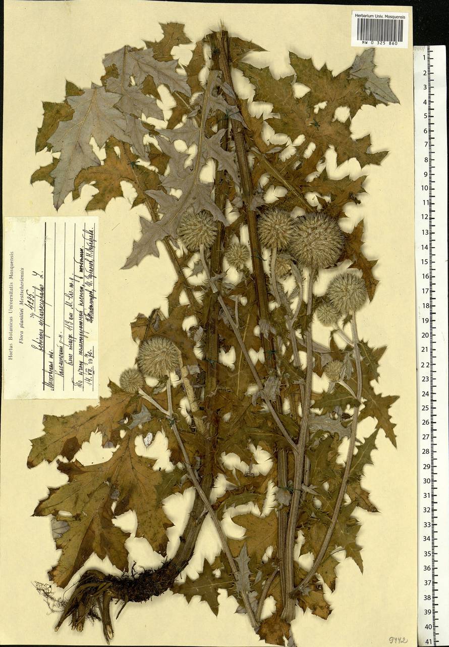 Echinops sphaerocephalus L., Eastern Europe, Moscow region (E4a) (Russia)