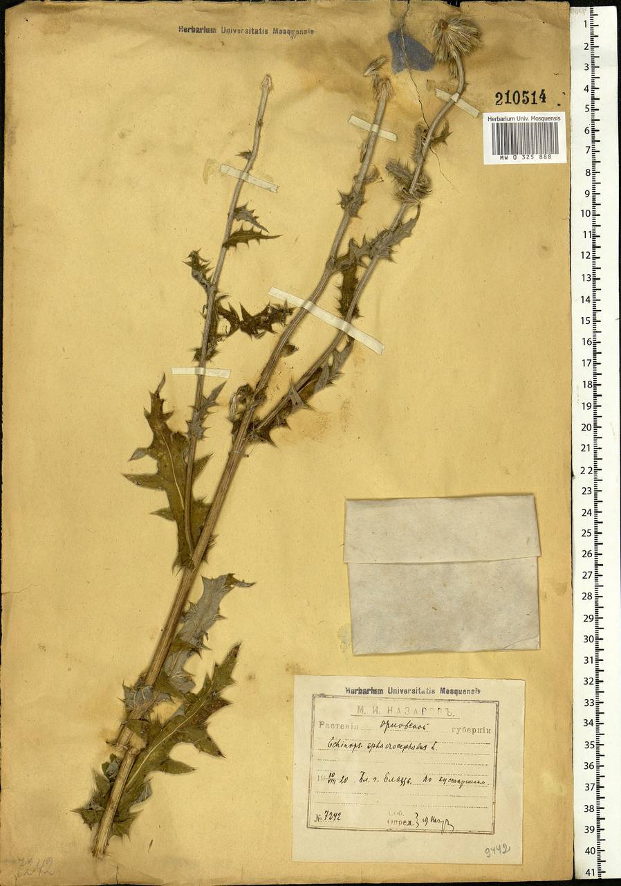 Echinops sphaerocephalus L., Eastern Europe, Central forest-and-steppe region (E6) (Russia)