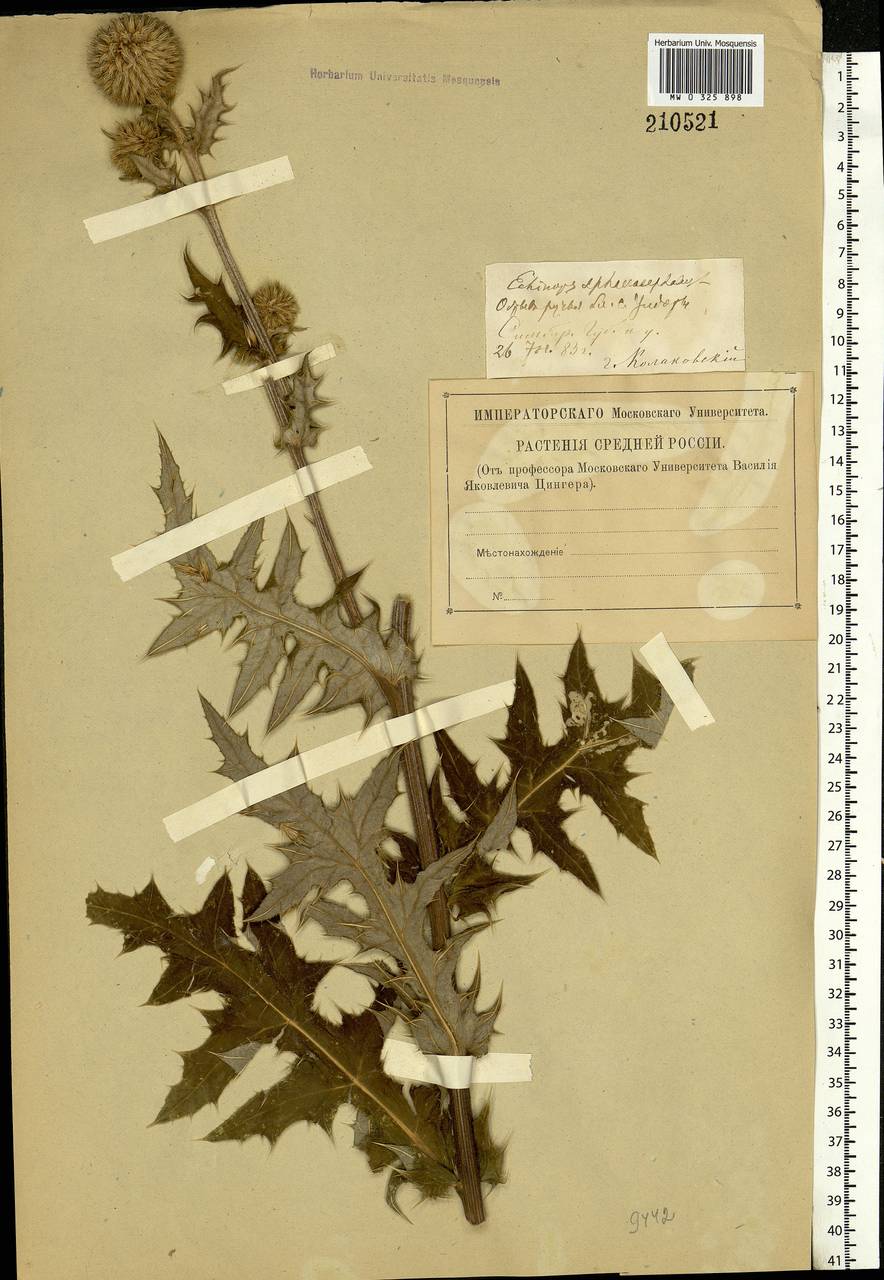 Echinops sphaerocephalus L., Eastern Europe, Middle Volga region (E8) (Russia)