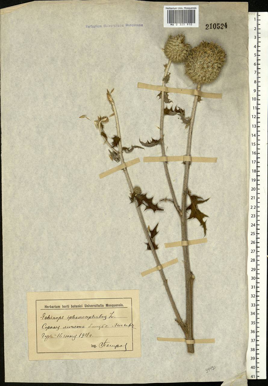 Echinops sphaerocephalus L., Eastern Europe, Lower Volga region (E9) (Russia)