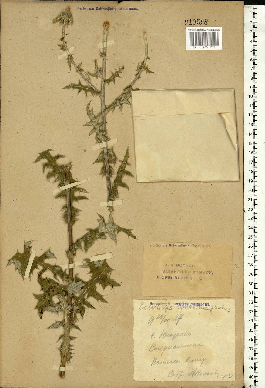 Echinops sphaerocephalus L., Eastern Europe, Eastern region (E10) (Russia)