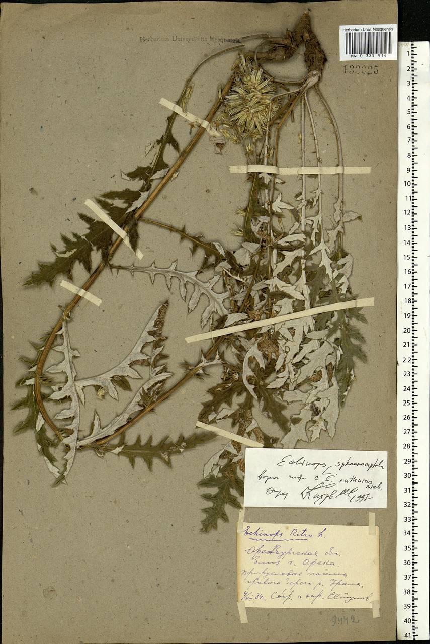 Echinops sphaerocephalus L., Eastern Europe, Eastern region (E10) (Russia)