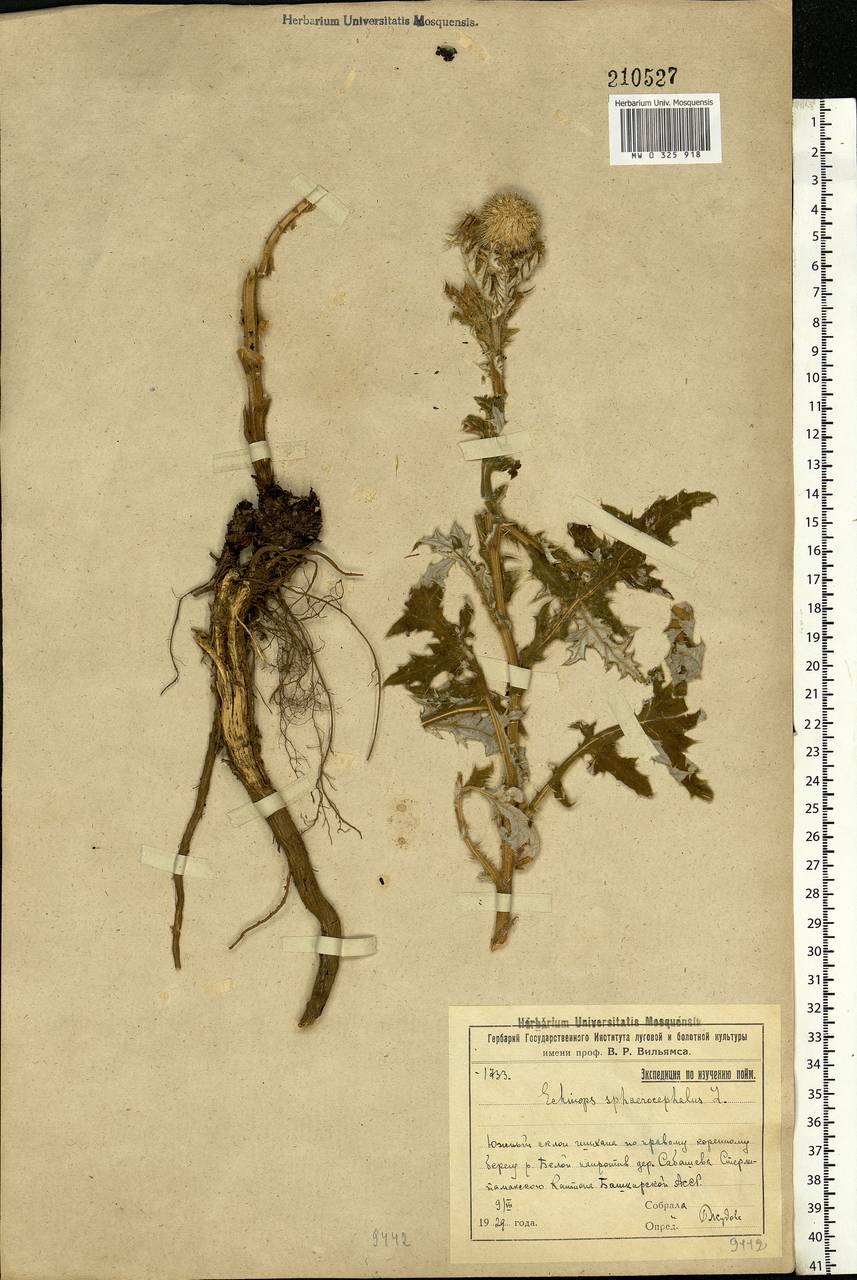 Echinops sphaerocephalus L., Eastern Europe, Eastern region (E10) (Russia)