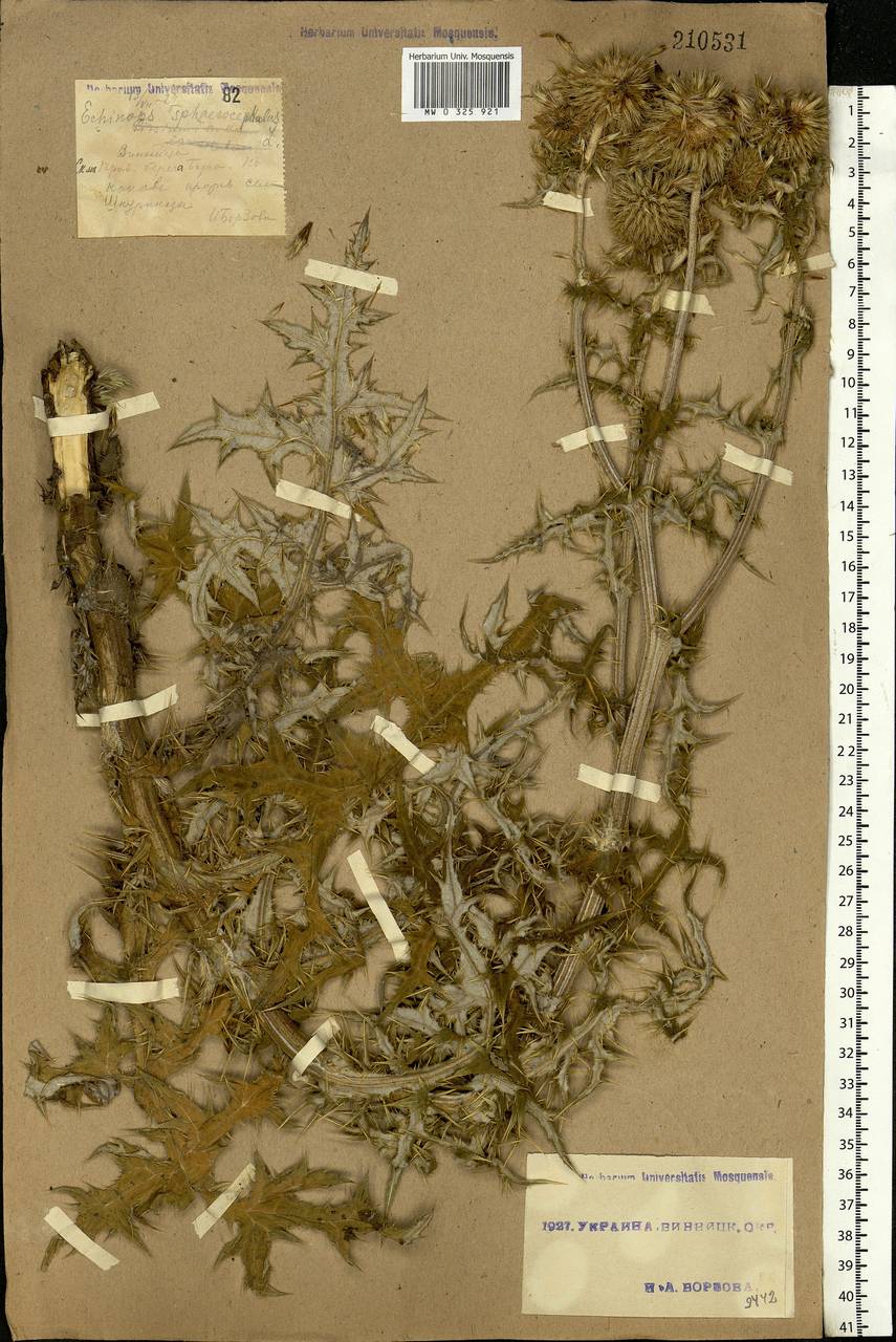 Echinops sphaerocephalus L., Eastern Europe, South Ukrainian region (E12) (Ukraine)