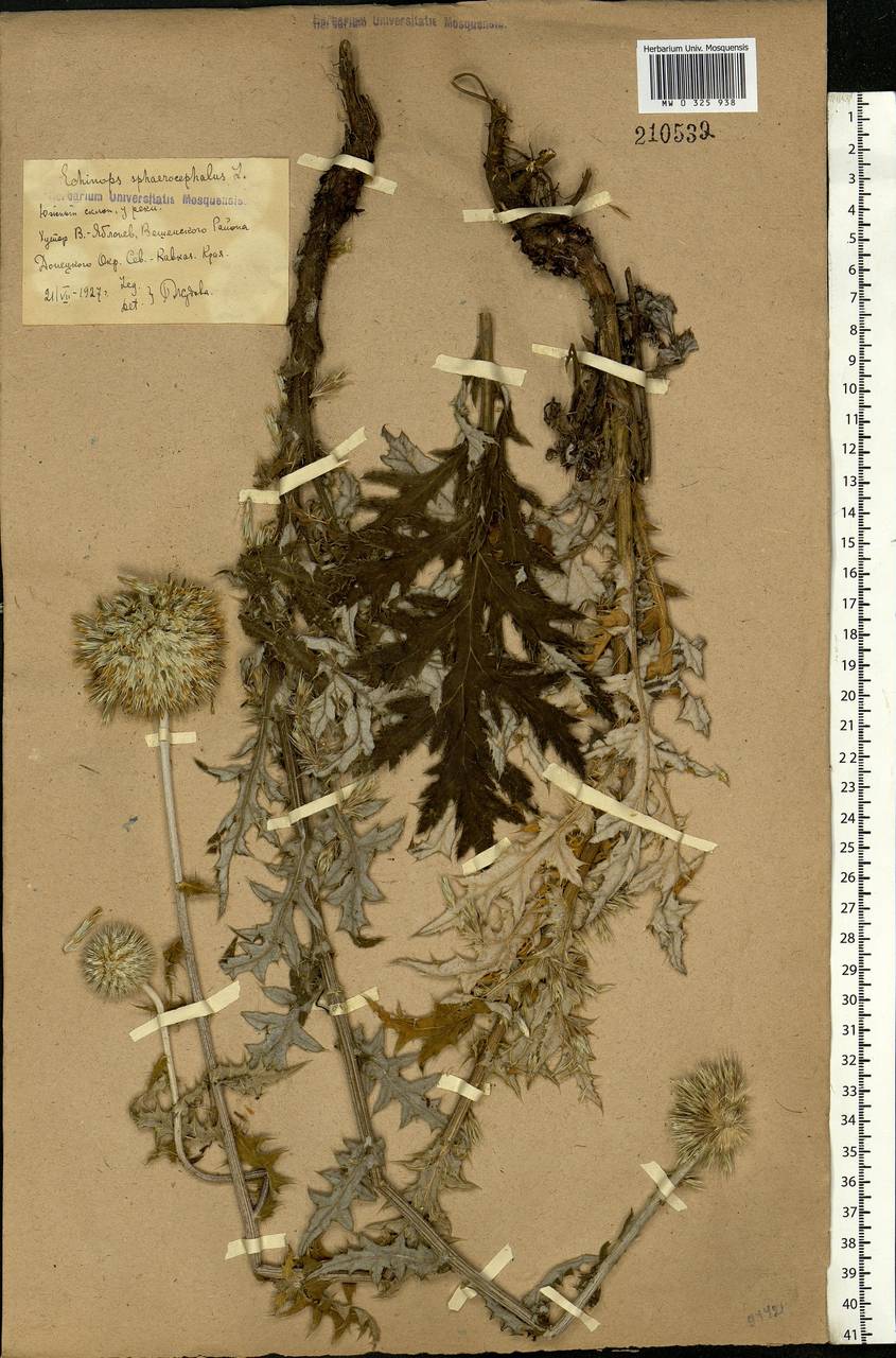 Echinops sphaerocephalus L., Eastern Europe, Rostov Oblast (E12a) (Russia)