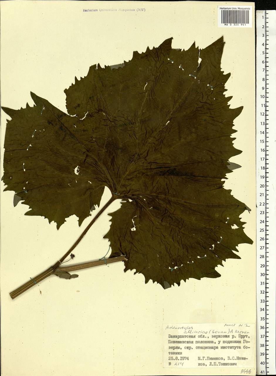 Adenostyles alliariae (Gouan) A. Kern., Eastern Europe, West Ukrainian region (E13) (Ukraine)