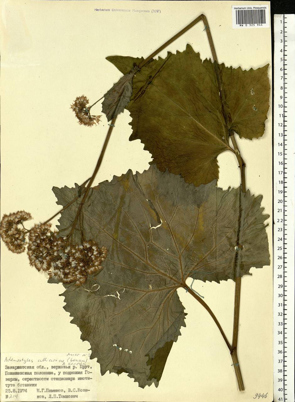 Adenostyles alliariae (Gouan) A. Kern., Eastern Europe, West Ukrainian region (E13) (Ukraine)
