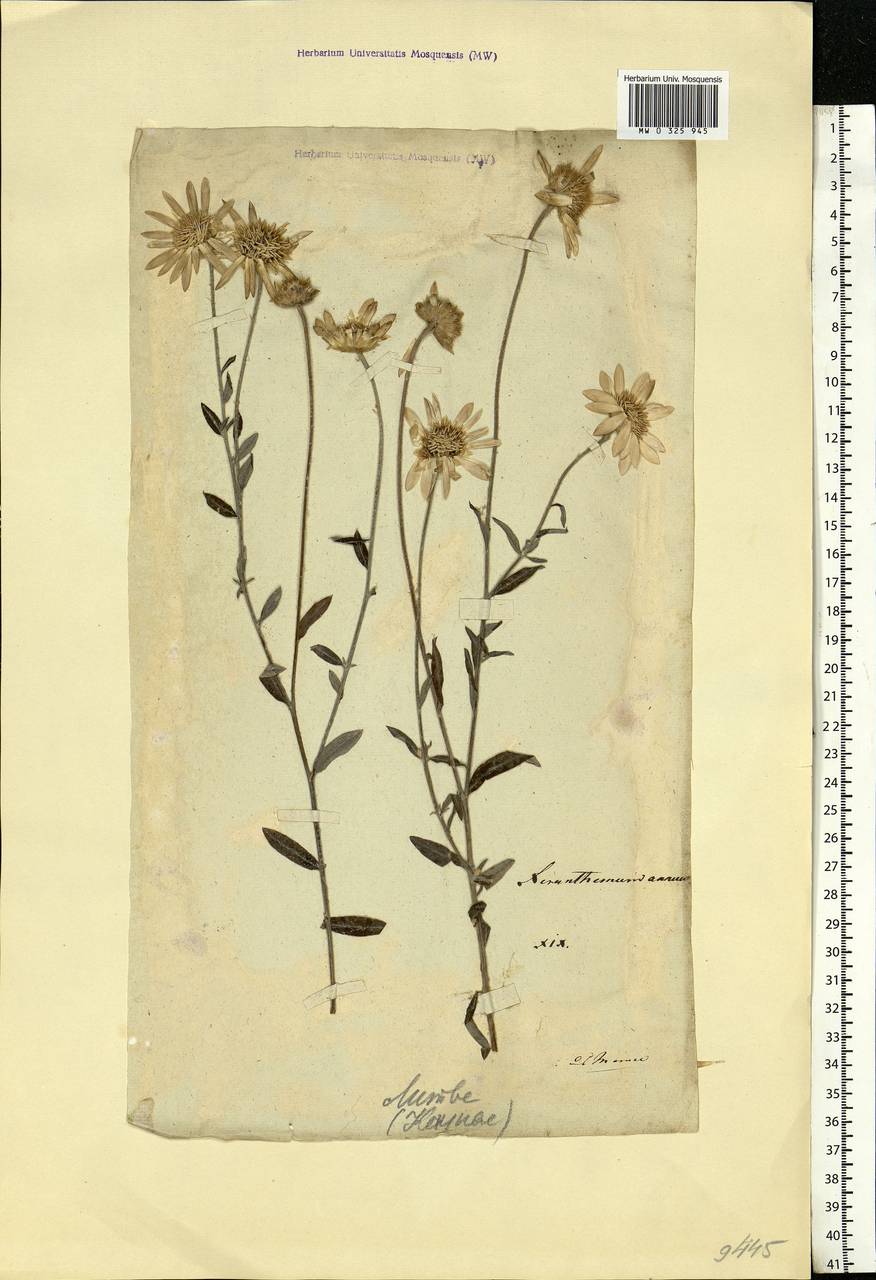 Xeranthemum annuum L., Eastern Europe, Lithuania (E2a) (Lithuania)