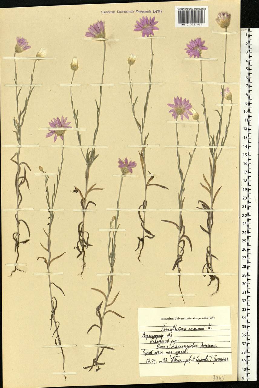 Xeranthemum annuum L., Eastern Europe, Central forest-and-steppe region (E6) (Russia)