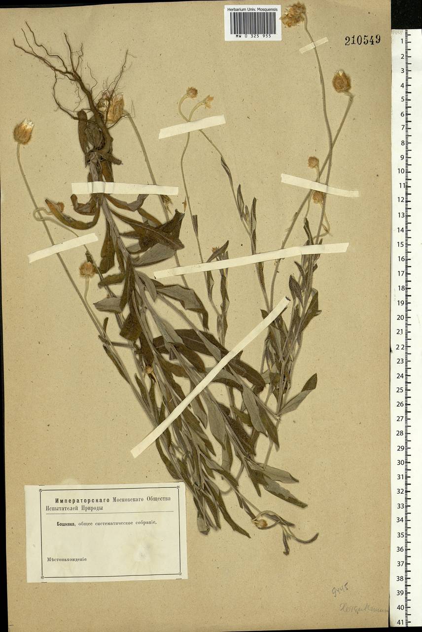 Xeranthemum annuum L., Eastern Europe, Central forest-and-steppe region (E6) (Russia)