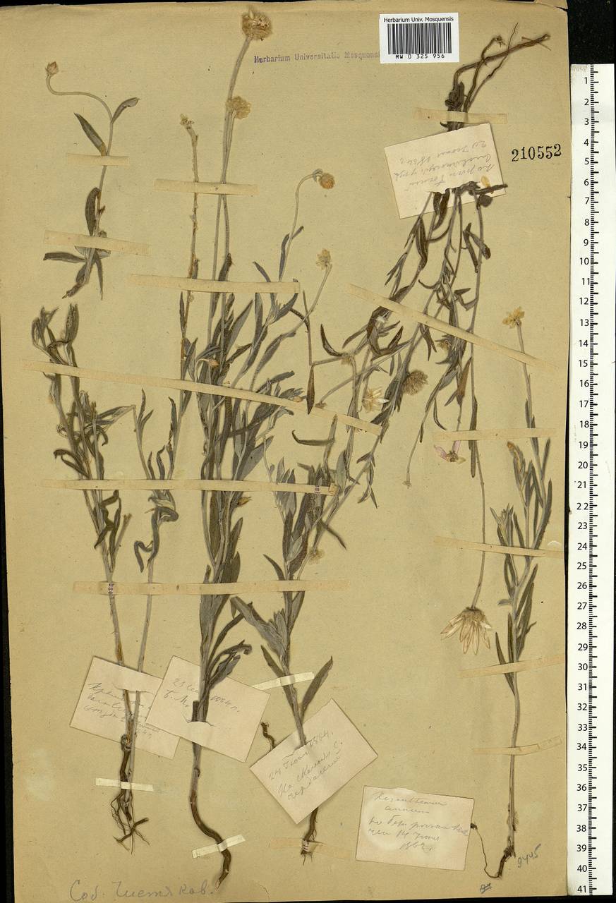 Xeranthemum annuum L., Eastern Europe, Central forest-and-steppe region (E6) (Russia)