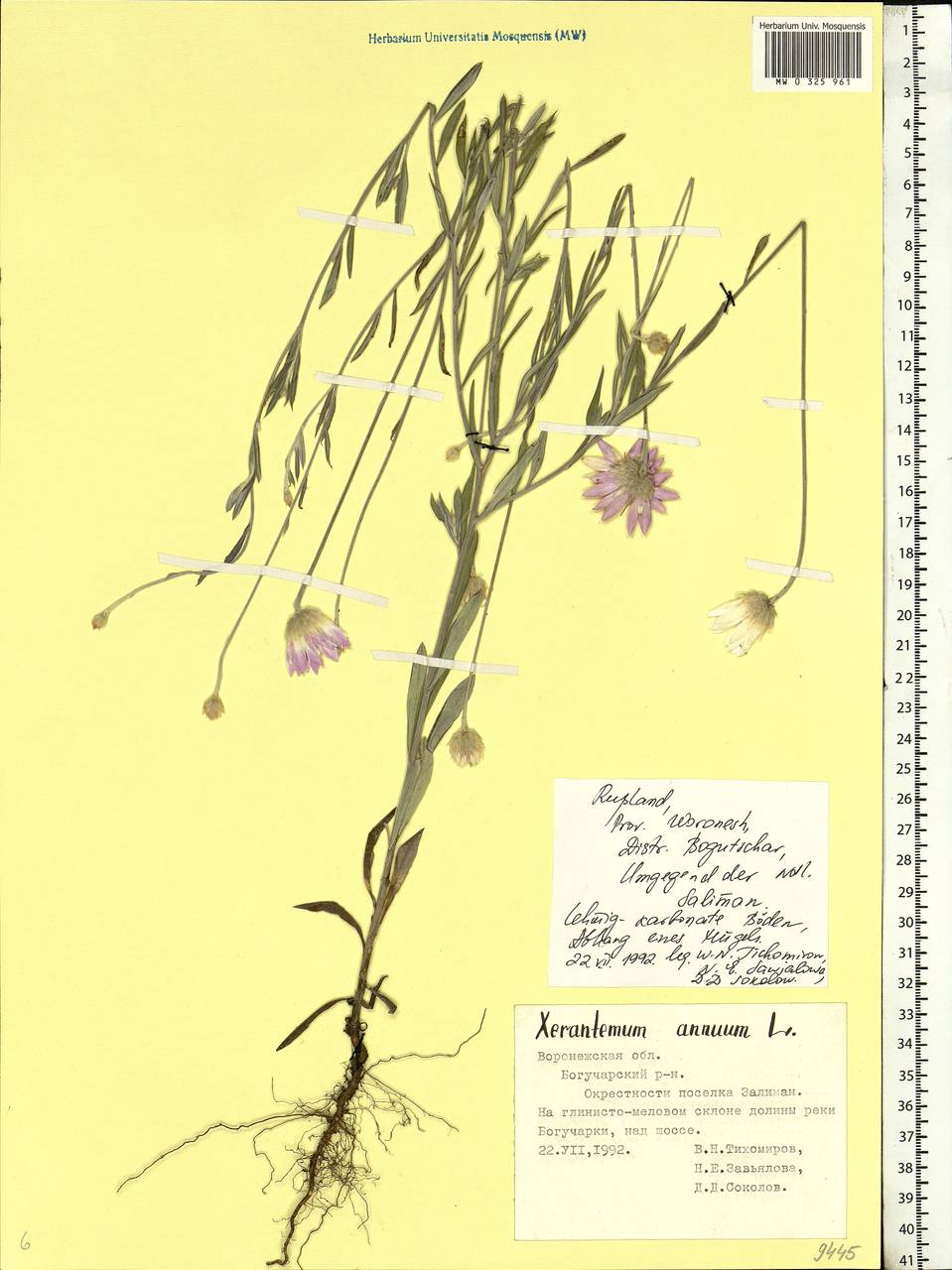 Xeranthemum annuum L., Eastern Europe, Central forest-and-steppe region (E6) (Russia)