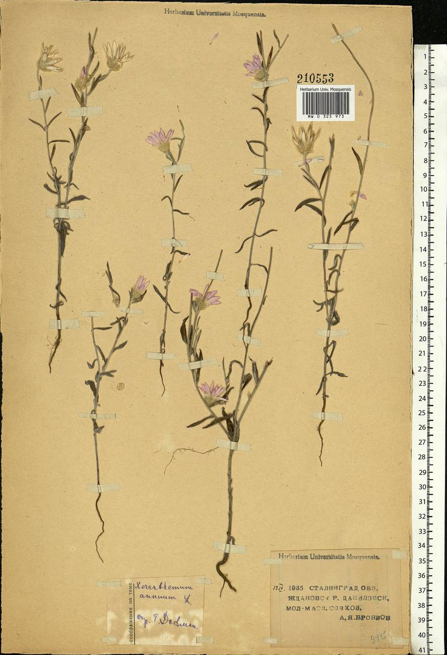 Xeranthemum annuum L., Eastern Europe, Lower Volga region (E9) (Russia)