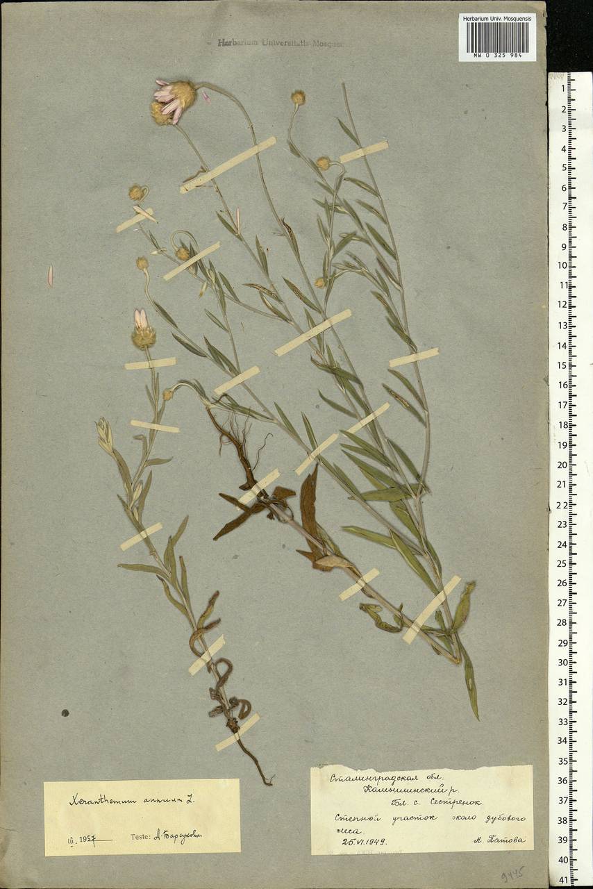 Xeranthemum annuum L., Eastern Europe, Lower Volga region (E9) (Russia)