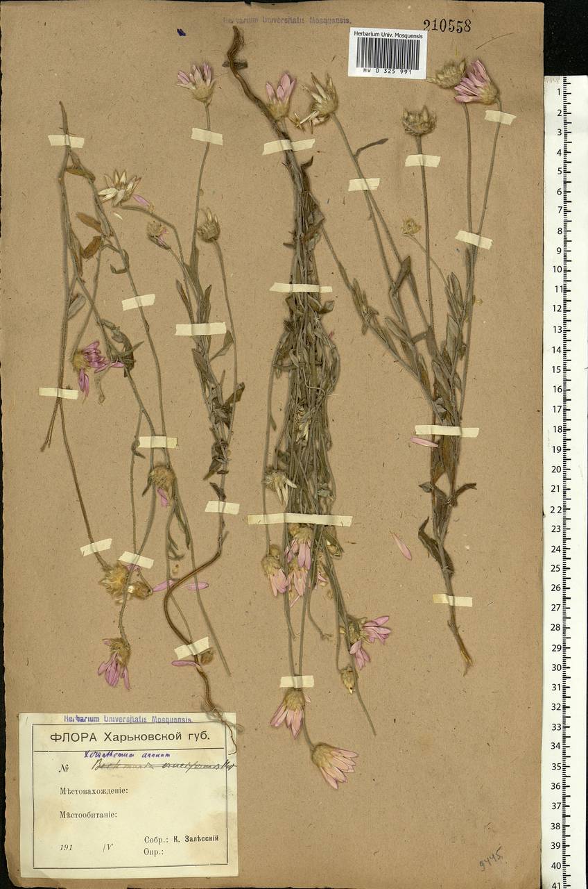 Xeranthemum annuum L., Eastern Europe, North Ukrainian region (E11) (Ukraine)