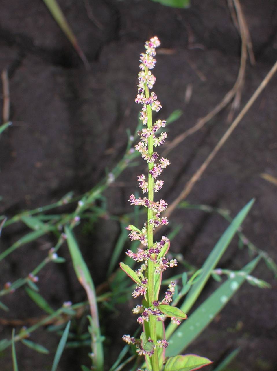 Chenopodium polyspermum