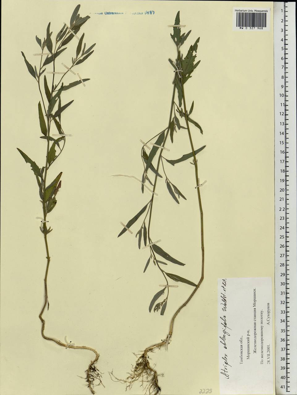 Atriplex oblongifolia Waldst. & Kit., Eastern Europe, Central forest-and-steppe region (E6) (Russia)