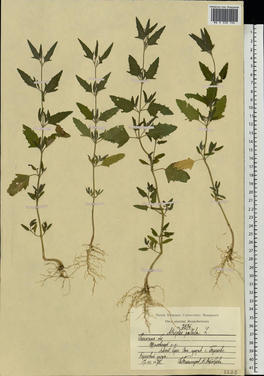 Atriplex patula L., Eastern Europe, Central region (E4) (Russia)