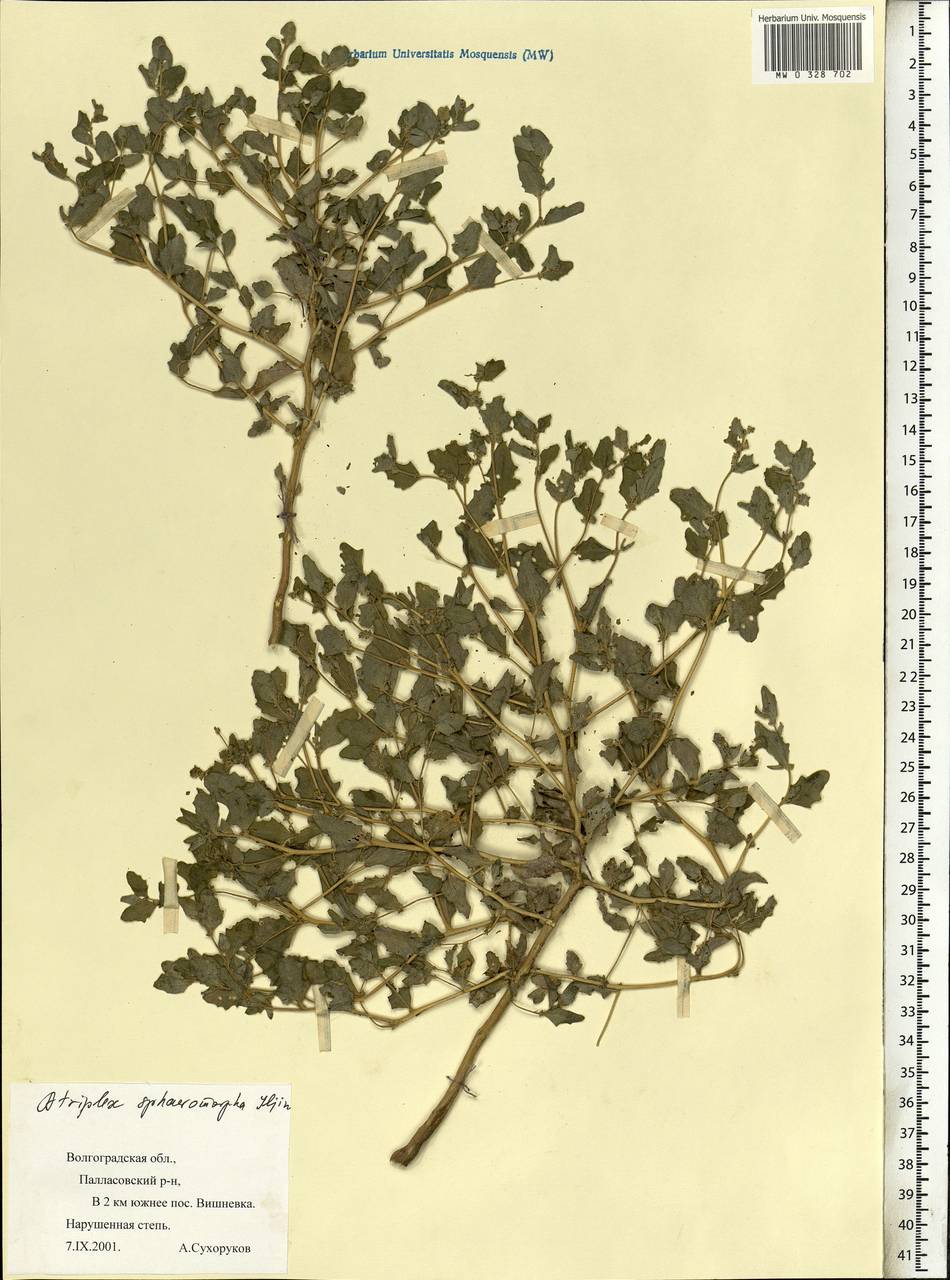 Atriplex sphaeromorpha Iljin, Eastern Europe, Lower Volga region (E9) (Russia)