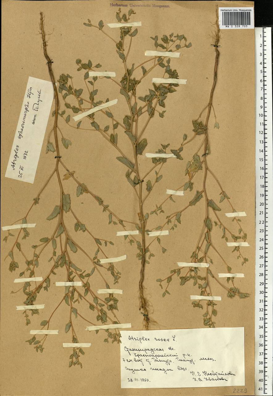 Atriplex sphaeromorpha Iljin, Eastern Europe, Lower Volga region (E9) (Russia)