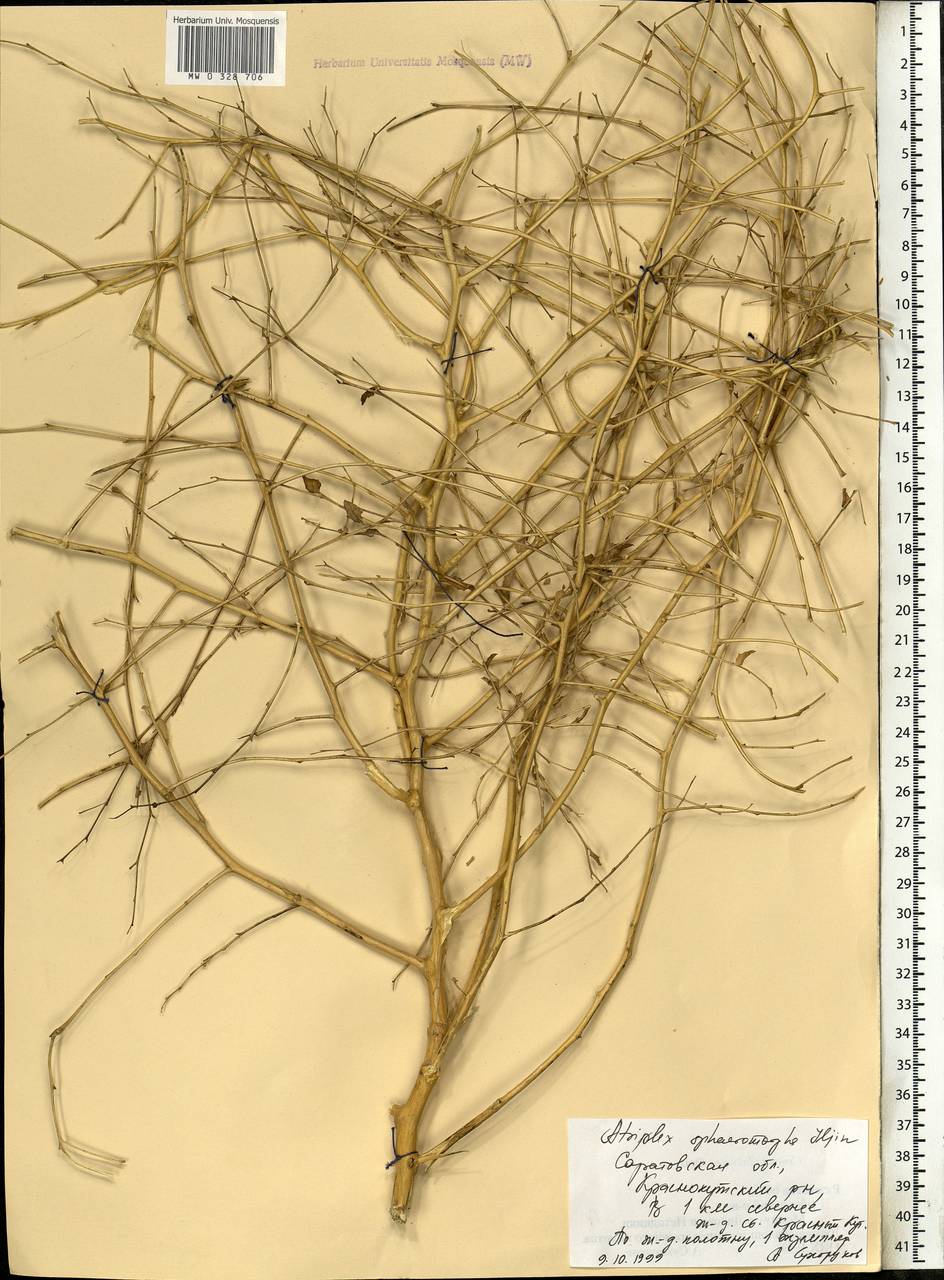 Atriplex sphaeromorpha Iljin, Eastern Europe, Lower Volga region (E9) (Russia)