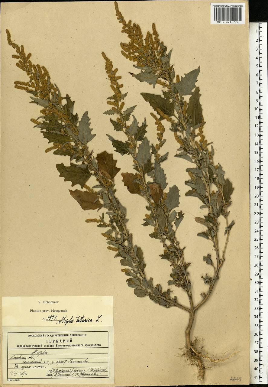 Лебеда татарская. Atriplex tatarica. Atriplex tatarica l. Лебеда Татарская Плантариум.