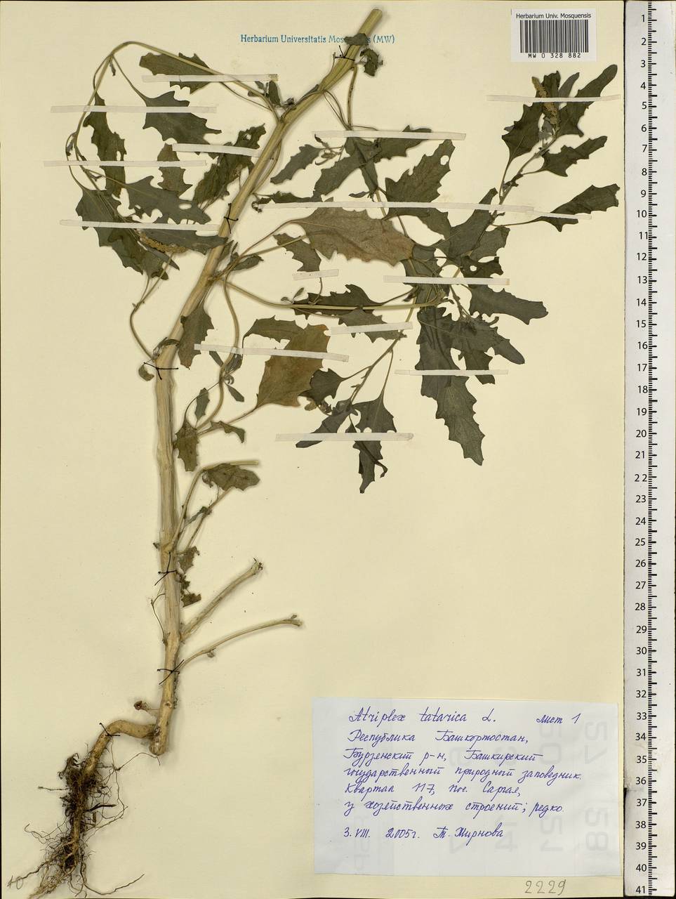 Atriplex tatarica L., Eastern Europe, Eastern region (E10) (Russia)