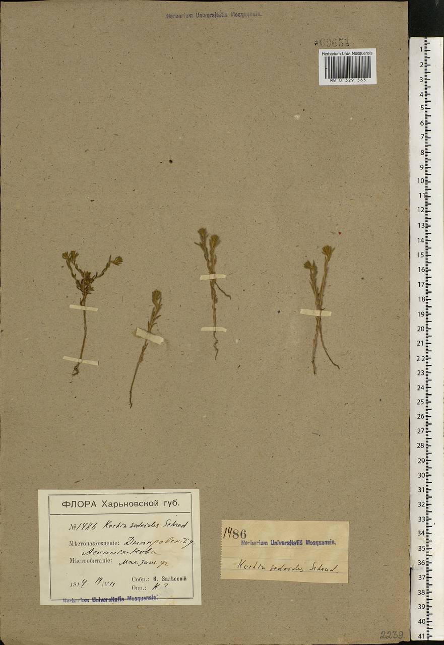 Sedobassia sedoides (Pall.) Freitag & G. Kadereit, Eastern Europe, South Ukrainian region (E12) (Ukraine)