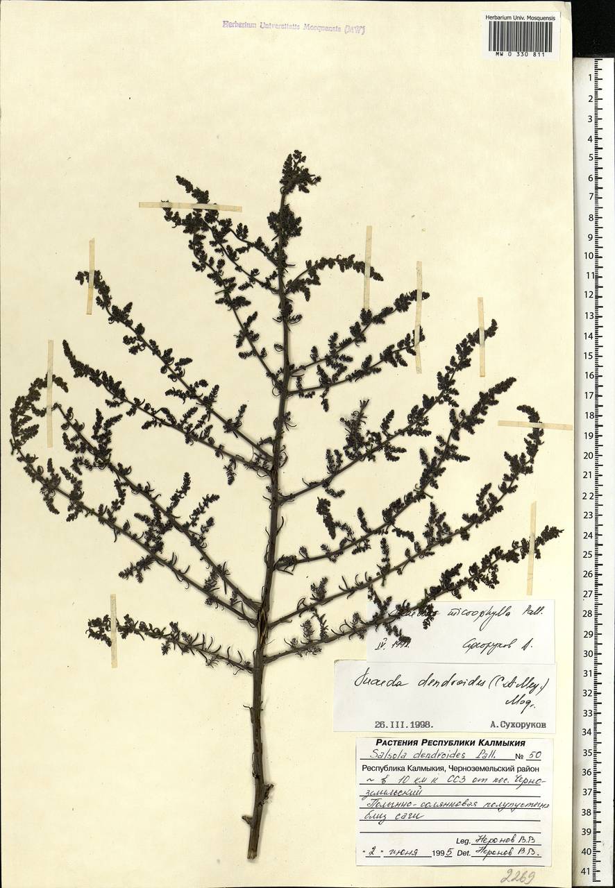 Suaeda microphylla (C. A. Mey.) Pall., Eastern Europe, Lower Volga region (E9) (Russia)