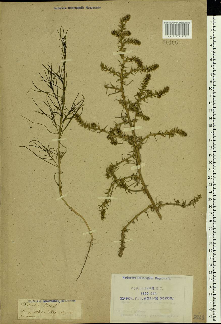 Salsola tragus L., Eastern Europe, Central forest-and-steppe region (E6) (Russia)