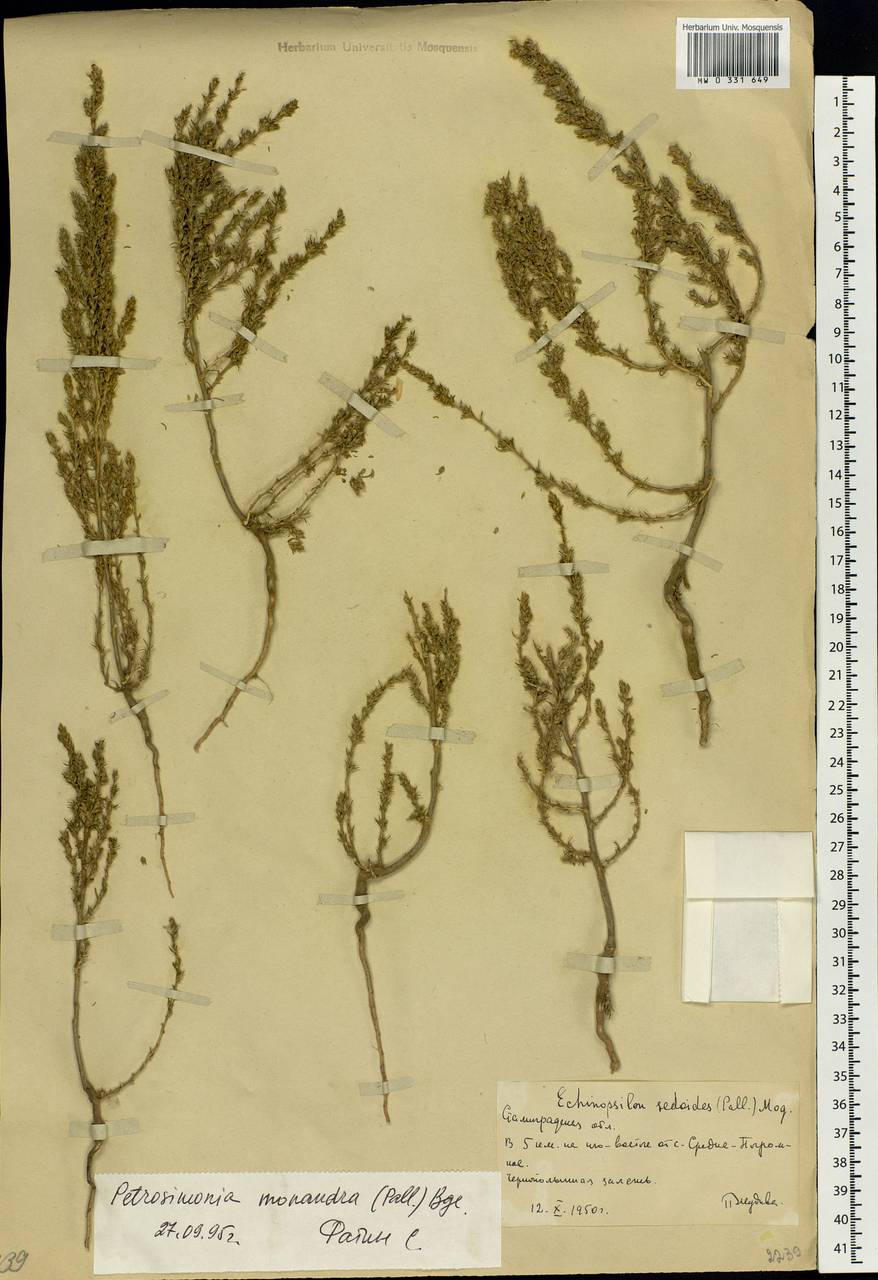 Petrosimonia monandra (Pall.) Bunge, Eastern Europe, Lower Volga region (E9) (Russia)