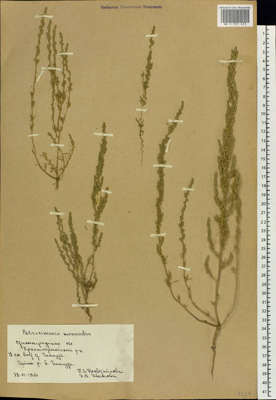 Petrosimonia monandra (Pall.) Bunge, Eastern Europe, Lower Volga region (E9) (Russia)