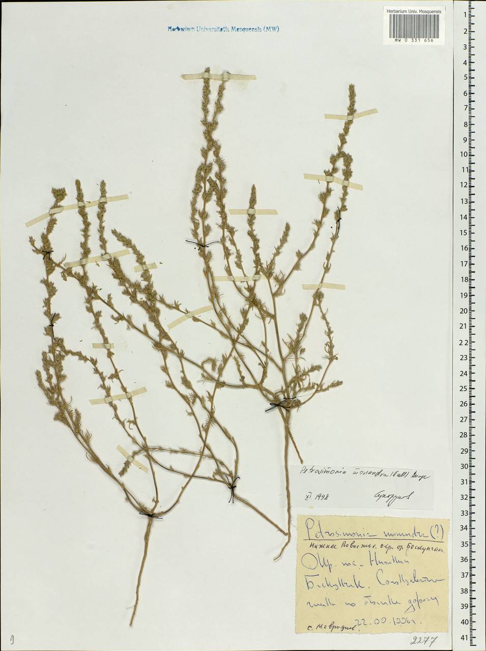 Petrosimonia monandra (Pall.) Bunge, Eastern Europe, Lower Volga region (E9) (Russia)