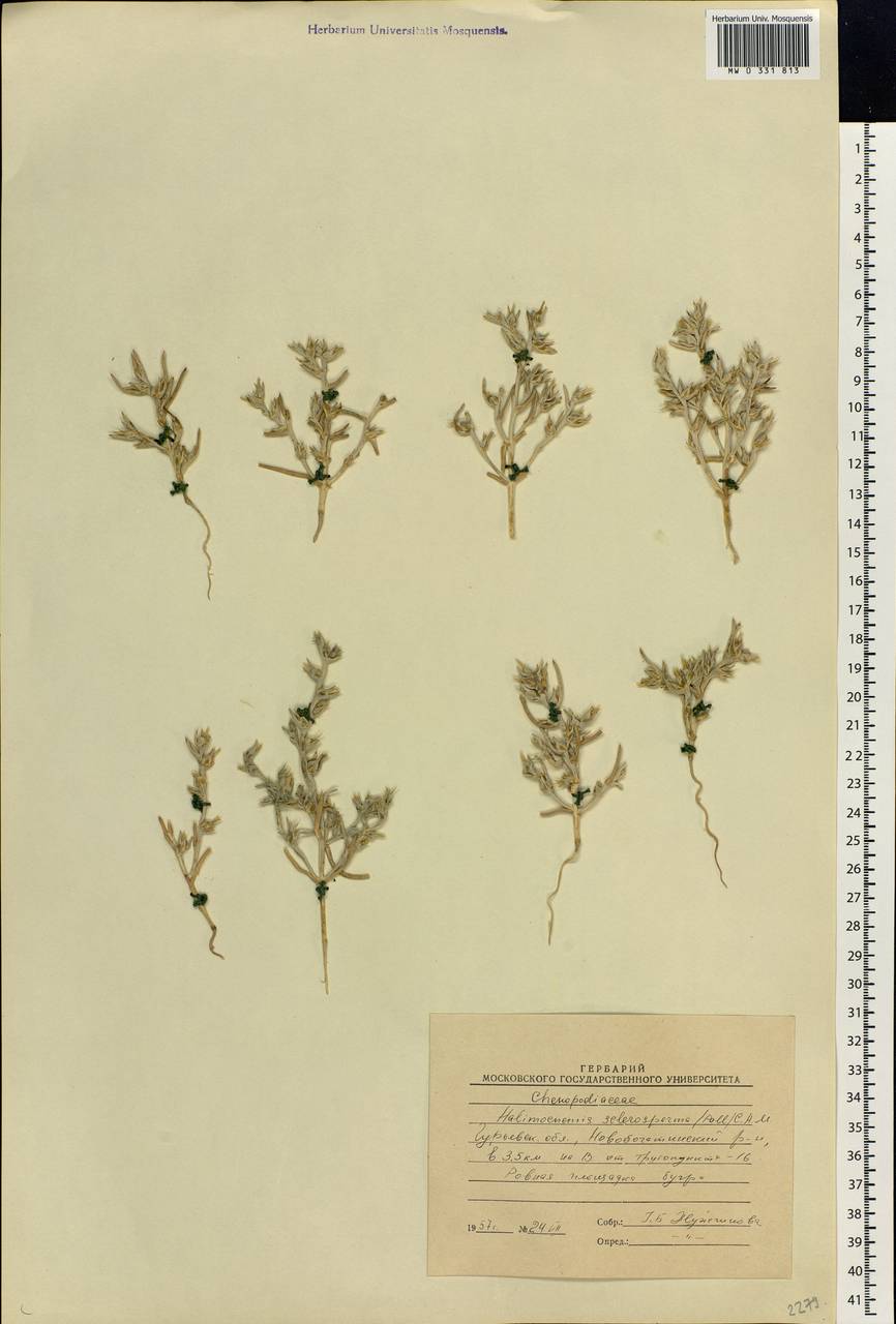 Halimocnemis sclerosperma (Pall.) C. A. Mey., Middle Asia, Caspian Ustyurt & Northern Aralia (M8) (Kazakhstan)