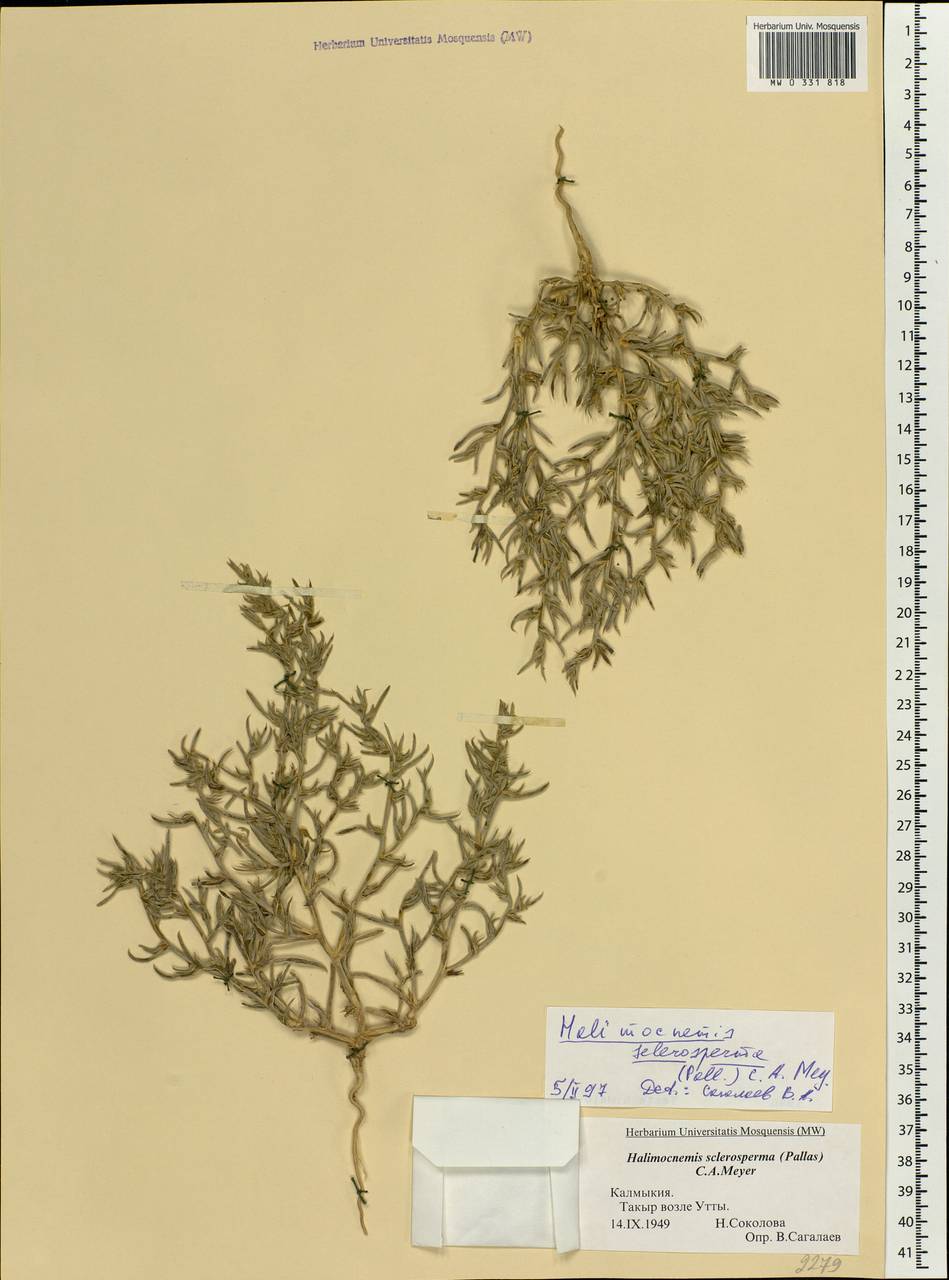 Halimocnemis sclerosperma (Pall.) C. A. Mey., Eastern Europe, Lower Volga region (E9) (Russia)