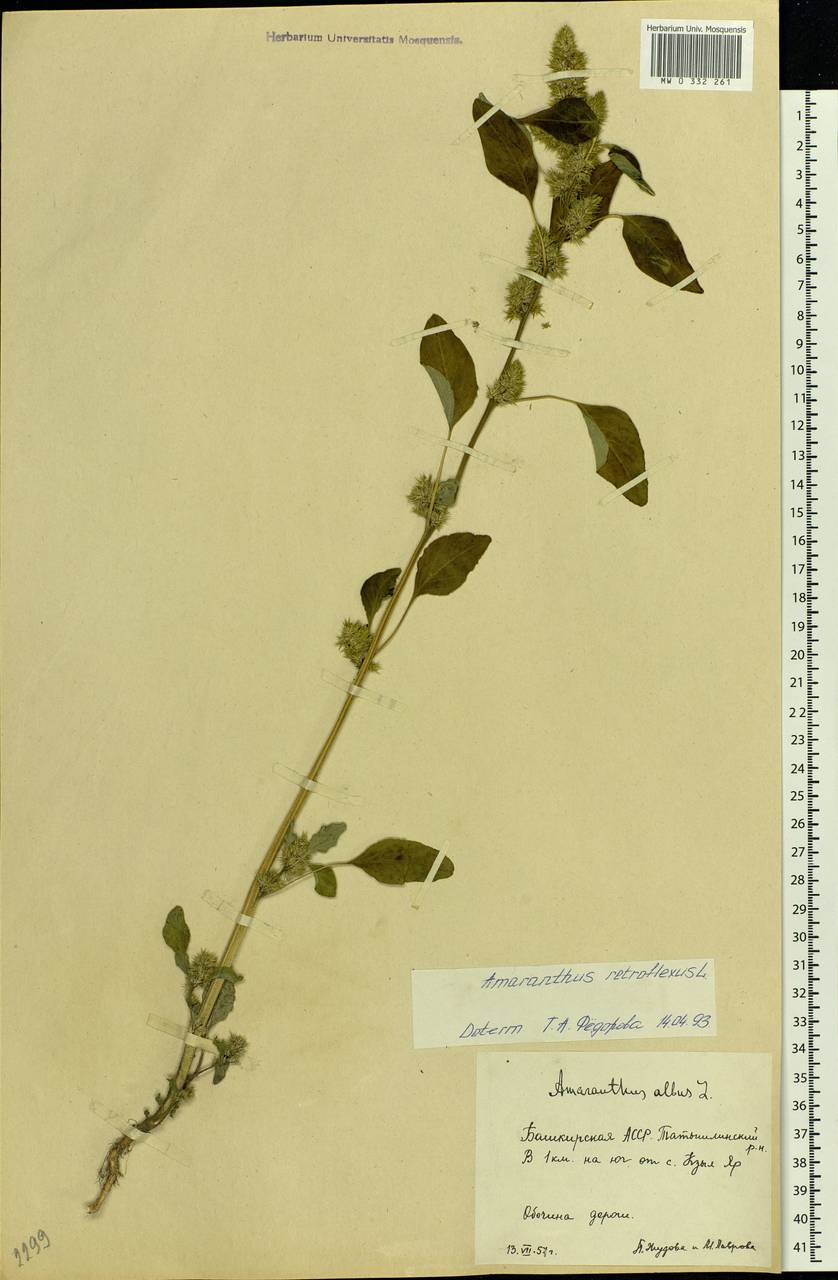 Amaranthus retroflexus L., Eastern Europe, Eastern region (E10) (Russia)