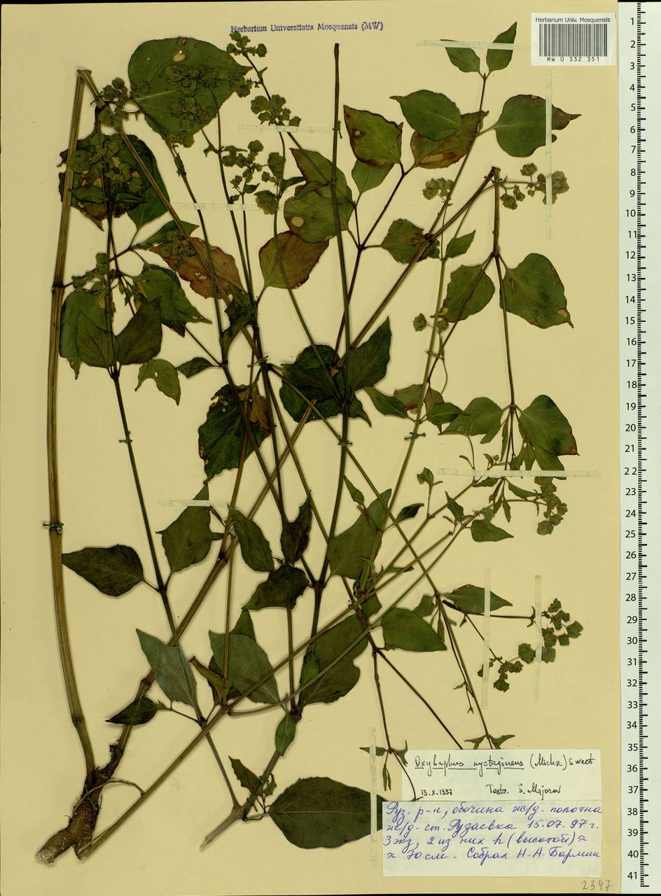 Mirabilis nyctaginea (Michx.) MacMill., Eastern Europe, Middle Volga region (E8) (Russia)