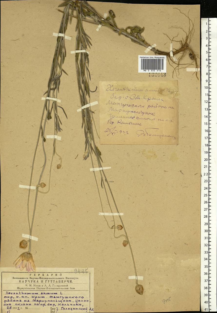 Xeranthemum annuum L., Eastern Europe, South Ukrainian region (E12) (Ukraine)