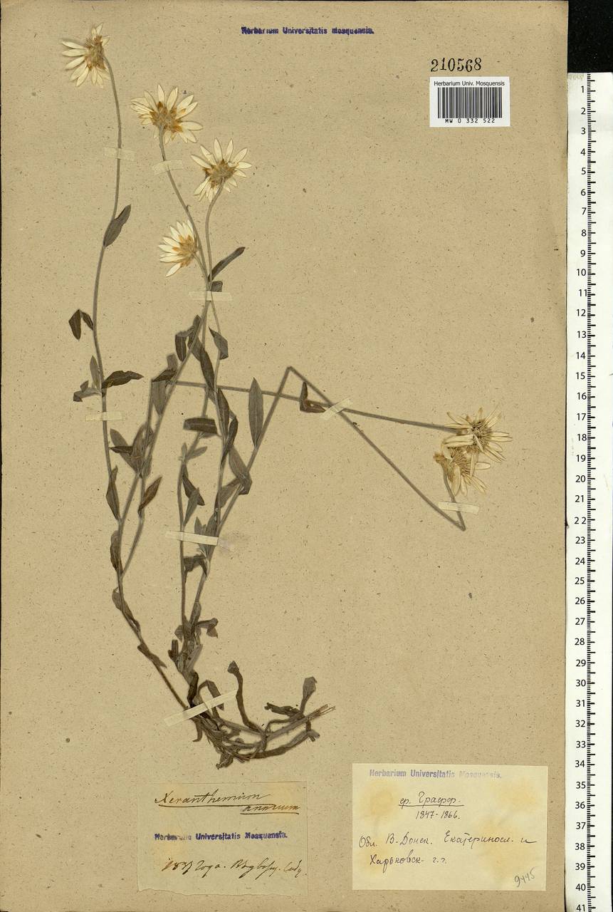 Xeranthemum annuum L., Eastern Europe, Rostov Oblast (E12a) (Russia)