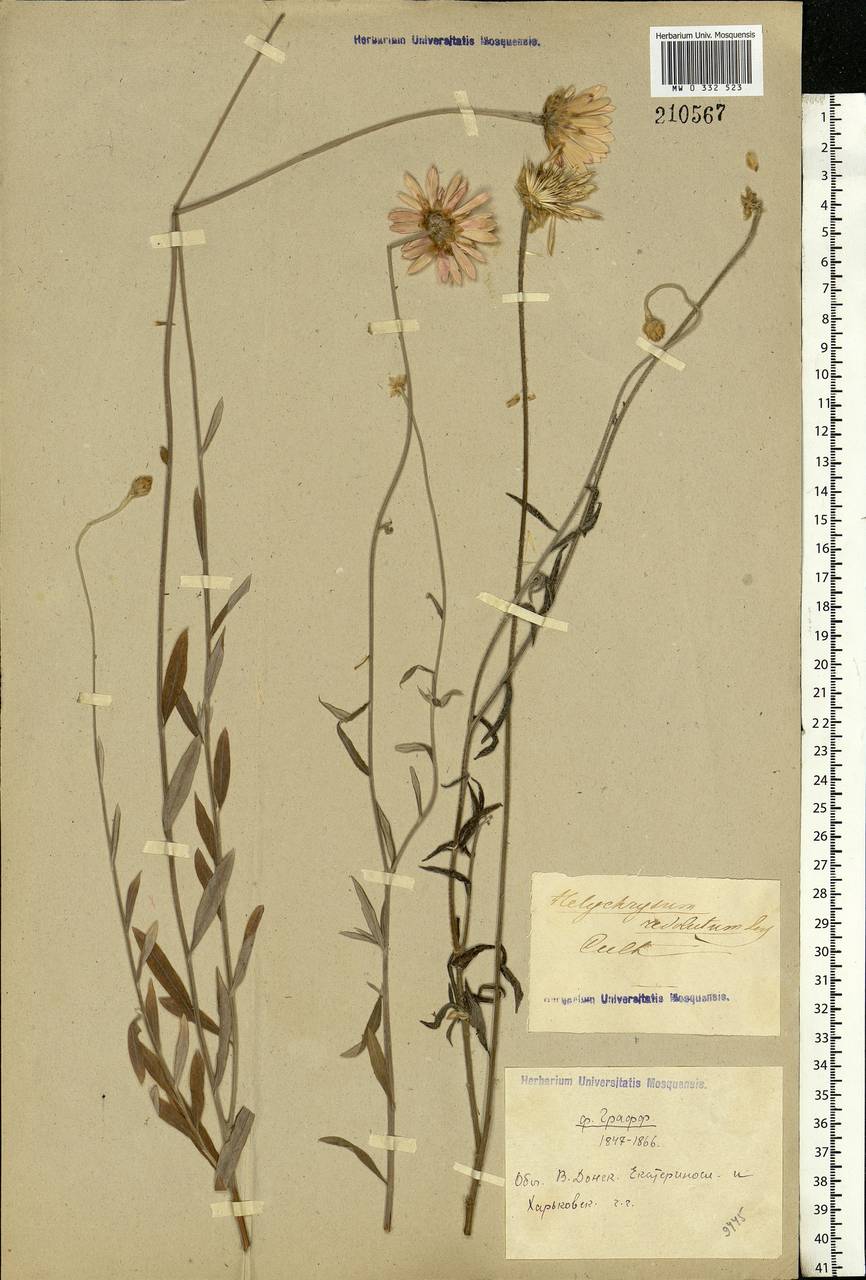 Xeranthemum annuum L., Eastern Europe, Rostov Oblast (E12a) (Russia)