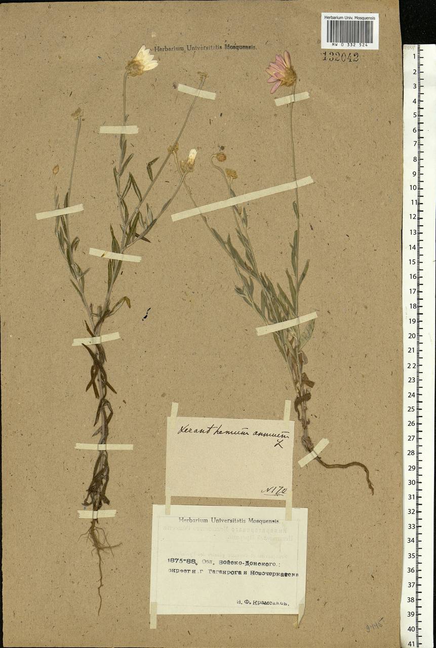 Xeranthemum annuum L., Eastern Europe, Rostov Oblast (E12a) (Russia)