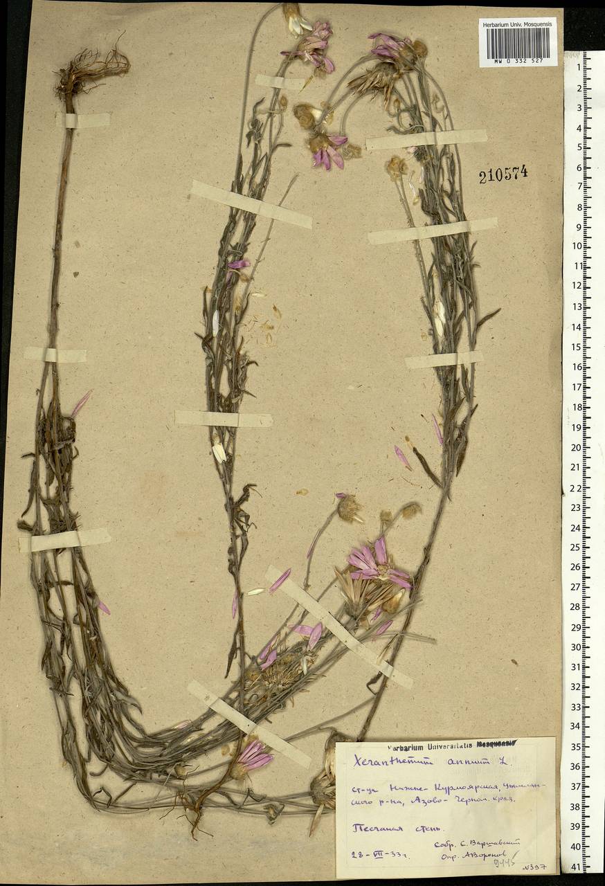 Xeranthemum annuum L., Eastern Europe, Rostov Oblast (E12a) (Russia)