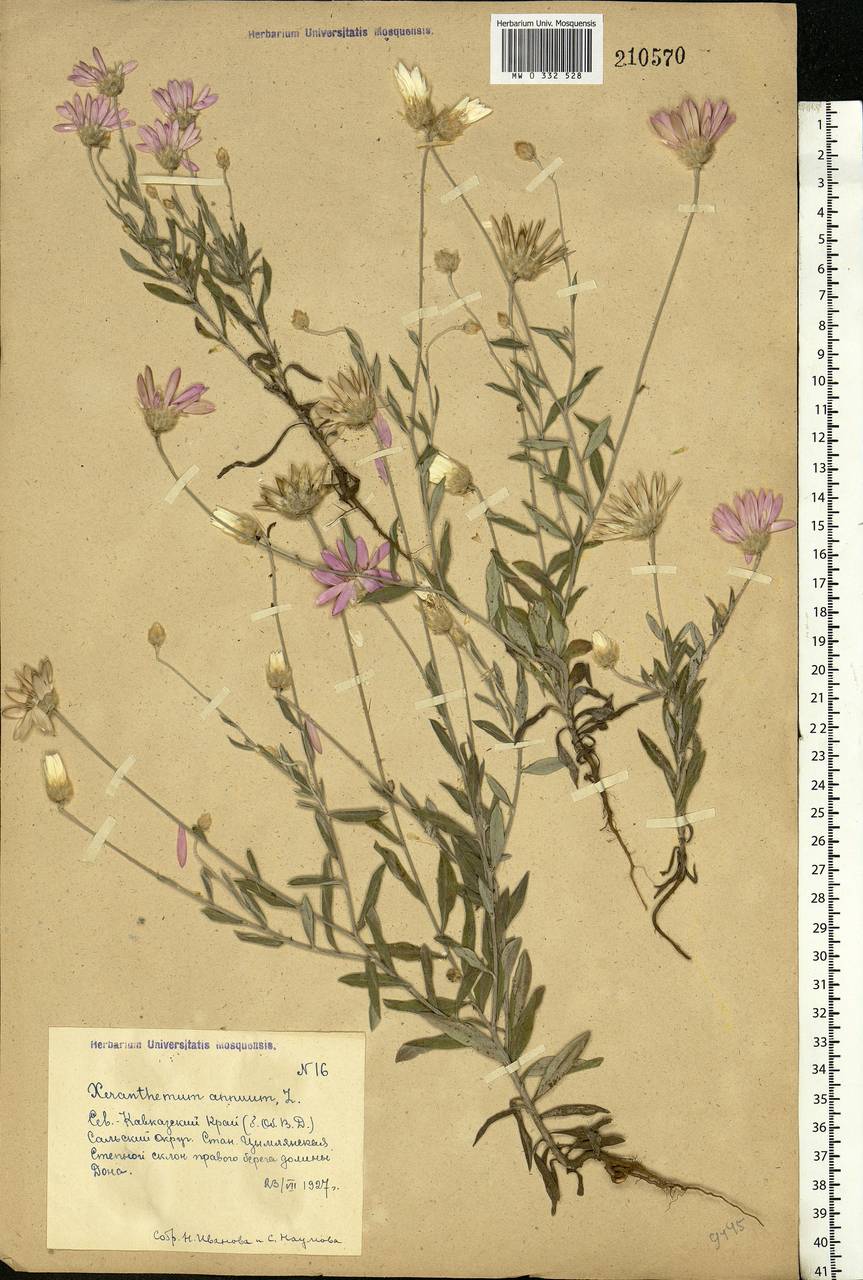 Xeranthemum annuum L., Eastern Europe, Rostov Oblast (E12a) (Russia)