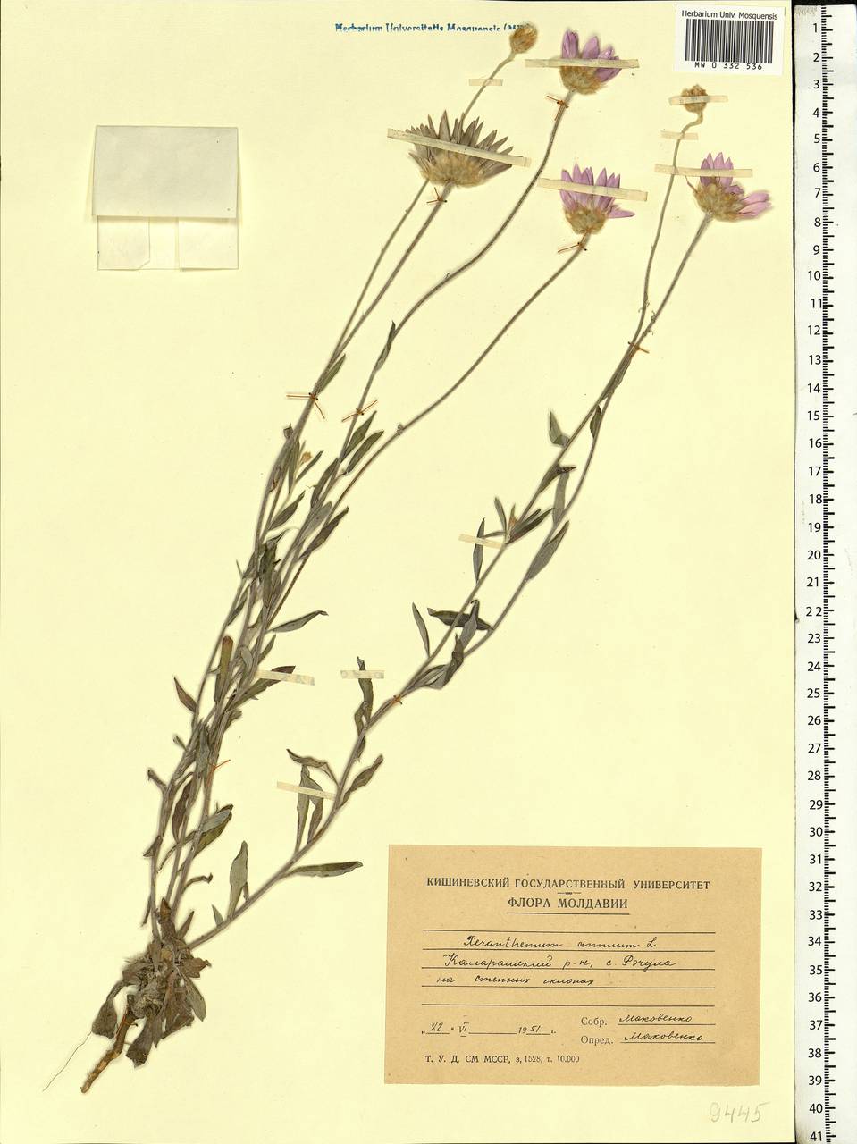 Xeranthemum annuum L., Eastern Europe, Moldova (E13a) (Moldova)