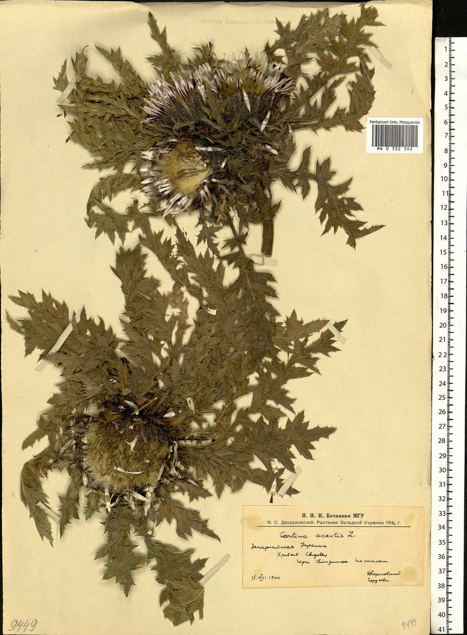 Carlina acaulis, Eastern Europe, West Ukrainian region (E13) (Ukraine)