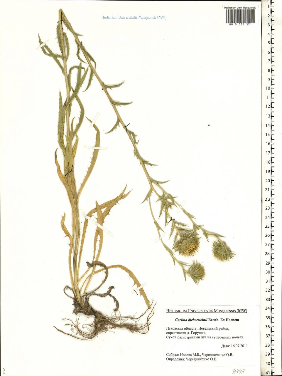 Carlina biebersteinii Bernh. ex Hornem., Eastern Europe, North-Western region (E2) (Russia)