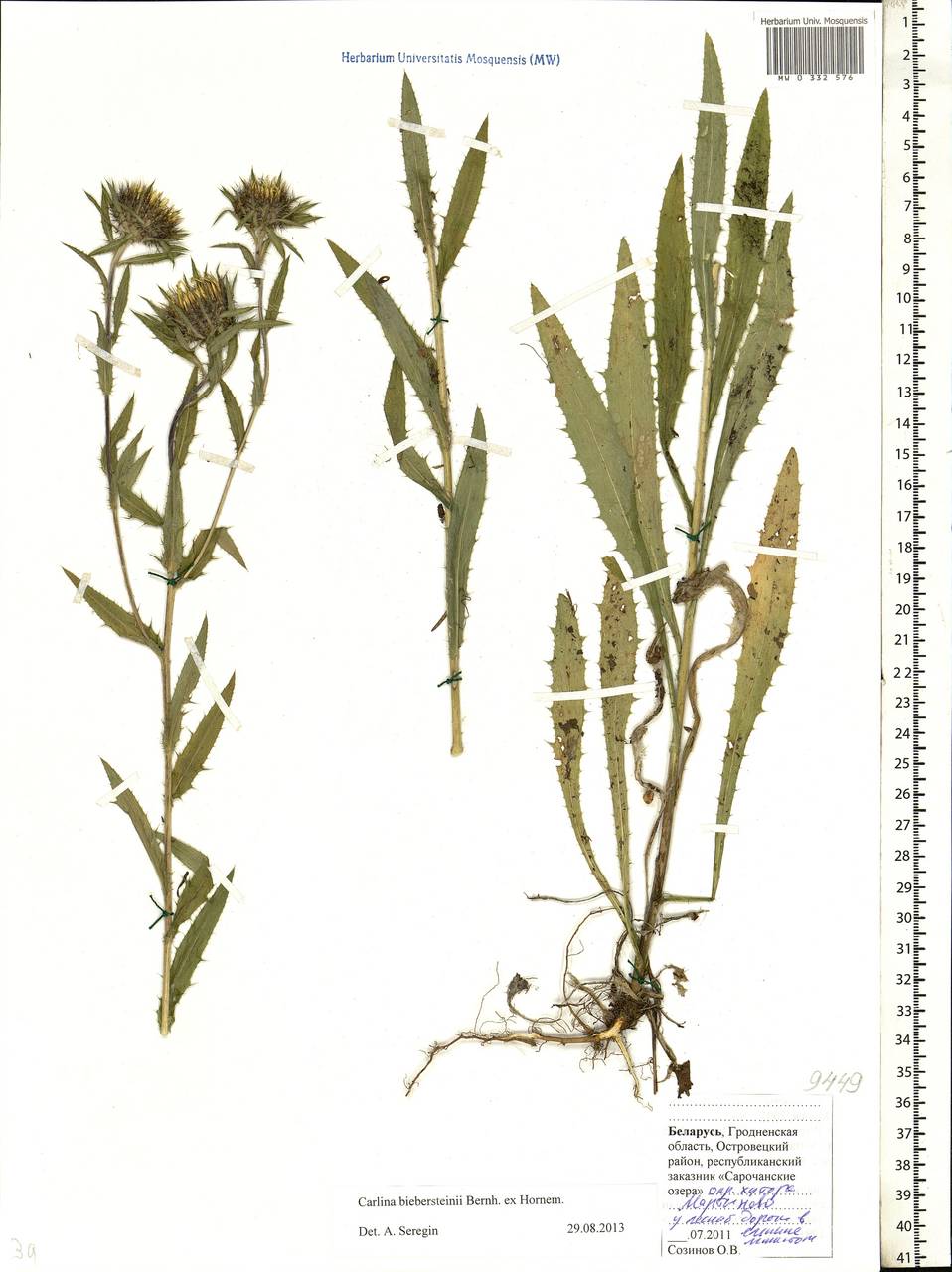 Carlina biebersteinii Bernh. ex Hornem., Eastern Europe, Belarus (E3a) (Belarus)